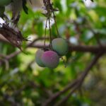 Photo Harimanga: Mangoes